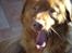 Nova scotia duck tolling retriever charlie - 2) en gabende hundxD<3
