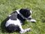 Blanding af racer cocker og labrador - nyder at ligge i solen på græsplænen