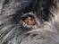 Riesenschnauzer  Doolittle's Odin - Fotografen: Ida Jensen