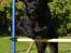 Riesenschnauzer  Doolittle's Odin - Fotografen: Ida Jensen