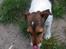 Jack russell terrier Petri