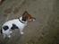Jack russell terrier Petri