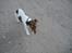 Jack russell terrier Petri