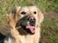 Golden retriever Melba - Velkommen til Melbas profil 
