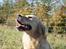 Golden retriever Melba - Melba fotomodel