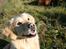 Golden retriever Melba - Skøn skøn
