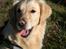 Golden retriever Melba - Smukt hovede
