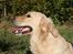 Golden retriever Melba - Dejligste golden