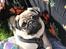 Mops Valther