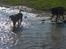 Blanding af racer Labrador retriever + Golden retriever Niels (BV) - Niels ude at bade med sin Bedste Veninde Sidse :D