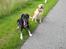 Blanding af racer Labrador retriever + Golden retriever Niels (BV) - Niels bedste ven Charmeur :D