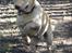Blanding af racer Labrador retriever + Golden retriever Niels (BV) - Niels Springer :D
