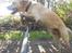 Blanding af racer Labrador retriever + Golden retriever Niels (BV) - En rigtig Spring Hund :D

Er så stolt af ham :)