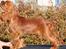 Cavalier king charles spaniel Kiddo