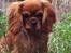 Cavalier king charles spaniel Kiddo