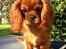 Cavalier king charles spaniel Kiddo