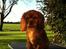 Cavalier king charles spaniel Kiddo