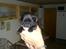 Mops Louie - Her er jeg 5 uger gammel