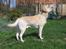 Labrador retriever Simba - Velkommen til Simbas profil :)