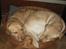 Labrador retriever Simba - Vi måtte anskaffe os en ny kurv, mor og søn kunne ikke længere være i den ;)