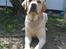 Labrador retriever Simba