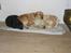 Labrador retriever Simba - mine 3 skønne hunde <3