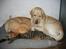 Labrador retriever Simba - De elsker katten Tigris, men Simba ved nu ikke helt om han vil dele sit tæppe med ham.. ;) 