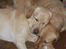 Labrador retriever Simba - Nala og Simba putter <3