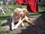 Labrador retriever Simba