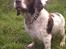Engelsk springer spaniel Oscar  31.01.1999 - 08.02.2013 - september 2011