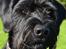 Riesenschnauzer  Doolittle's Odin - Fotografen: Ida Jensen.