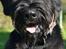 Riesenschnauzer  Doolittle's Odin - Velkommen til Odins profil! :-).
Fotografen: Ida Jensen