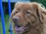 Nova scotia duck tolling retriever charlie - 4) Min lille supermodel!<3