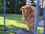Nova scotia duck tolling retriever charlie - Charlie springer min hjemmelavede VANDGRAV!<3