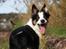 Border collie Tia - 12 år - Oktober 2011