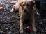 Labrador retriever Zuma