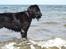 Riesenschnauzer  Doolittle's Odin - Fotografen: Ida Jensen