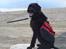 Riesenschnauzer  Doolittle's Odin - Tak for besøget, smid gerne en kommentar og en bedømmelse, så ville jeg blive glad! :-D.
Fotografen: Ida Jensen