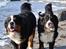 Berner sennenhund Sacko - Sagde du godbid mor, vi kommer!