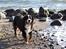 Berner sennenhund Sacko - På Espe Strand okt. 2011.