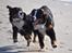 Berner sennenhund Sacko - Balladebamserne....