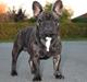 Fransk bulldog Skjoldhøj's All Like Xerxes   Caiser
