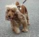 Cocker spaniel donna