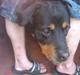 Rottweiler cindy