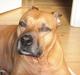 Amerikansk staffordshire terrier Chica "Elsket og savnet " R.I.P 18/8-2014