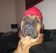 Bullmastiff Basse