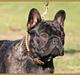Fransk bulldog Holleufer's Kingston