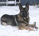 Schæferhund Hajen´s Rosin (Rosco)