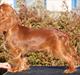 Cavalier king charles spaniel Kiddo