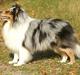 Shetland sheepdog Sofus